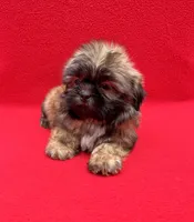 Milky Way, a male Shih Tzu for sale in Snellville, GA – 1 of 4
