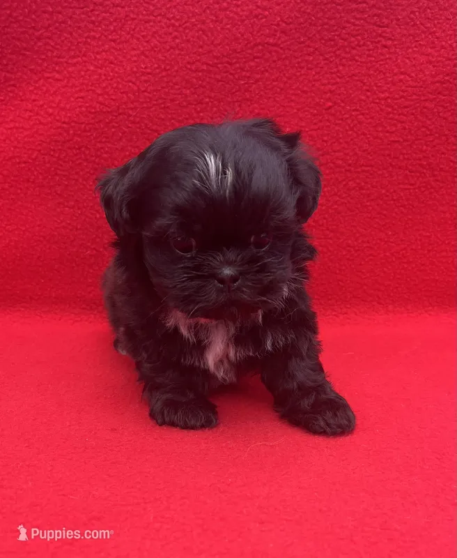 Beauty – Shih Tzu puppy for sale in Snellville, GA