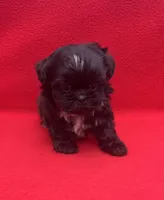 Beauty, a female Shih Tzu for sale in Snellville, GA – 1 of 5