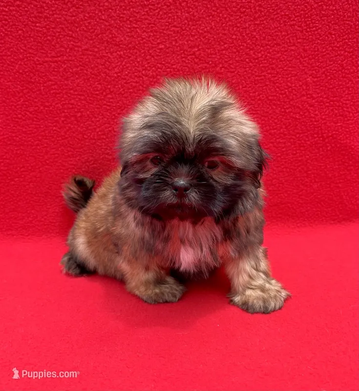 Black Mask – Shih Tzu puppy for sale in Snellville, GA