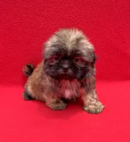 Milky Way, a male Shih Tzu for sale in Snellville, GA – 2 of 4