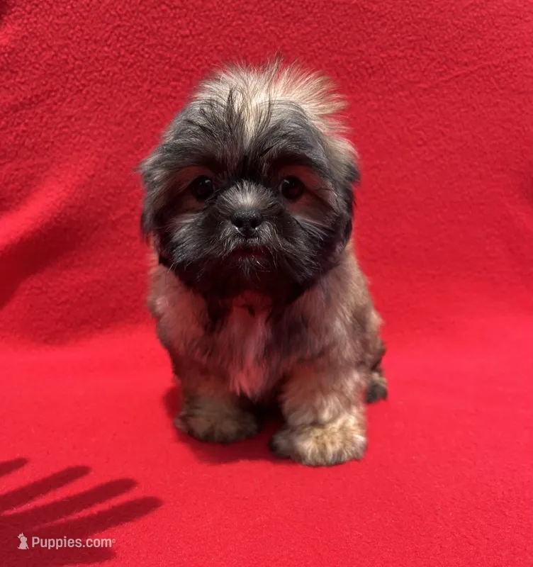 Lil Lion🦁 – Shih Tzu puppy for sale in Snellville, GA