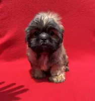 Lil Lion🦁, a male Shih Tzu for sale in Snellville, GA – 4 of 6
