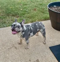White and BlueMerle, a female French Bulldog for sale in Snellville, GA – Photo 2 of 4