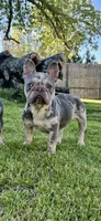 White and BlueMerle, a female French Bulldog for sale in Snellville, GA – Photo 1 of 4