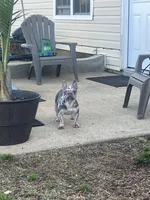 White and BlueMerle, a female French Bulldog for sale in Snellville, GA – Photo 4 of 4