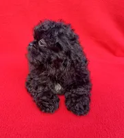 Jellybean, a female Shih Tzu for sale in Snellville, GA – 4 of 4
