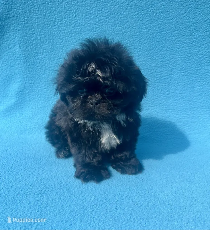 Beauty(price drop) – Shih Tzu puppy for sale in Snellville, GA