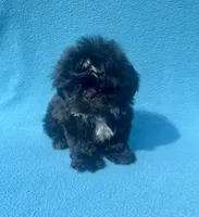 Beauty (Tcup size), a female Shih Tzu for sale in Snellville, GA – 1 of 8