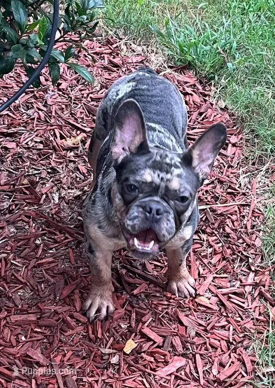 Tanzanite – French Bulldog puppy for sale in Snellville, GA