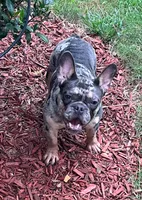 Tanzanite, a female French Bulldog for sale in Snellville, GA – Photo 3 of 4