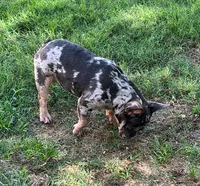 Tanzanite, a female French Bulldog for sale in Snellville, GA – Photo 2 of 4