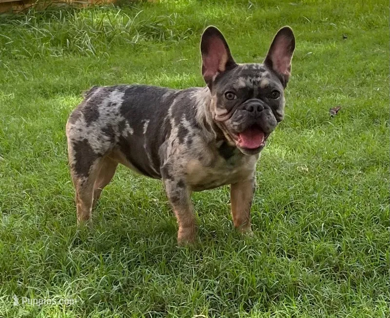 Tanzanite – French Bulldog puppy for sale in Snellville, GA