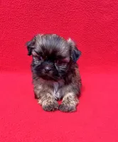 Black Mask, a male Shih Tzu for sale in Snellville, GA – 2 of 5