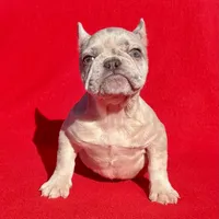 GreatDeal🔥 lilac Merle, a female French Bulldog for sale in Snellville, GA – Photo 4 of 4