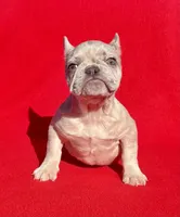 lilac Merle, a female French Bulldog for sale in Snellville, GA – Photo 4 of 4