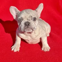 GreatDeal🔥 lilac Merle, a female French Bulldog for sale in Snellville, GA – Photo 2 of 4