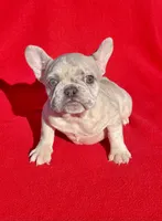 lilac Merle, a female French Bulldog for sale in Snellville, GA – Photo 1 of 4