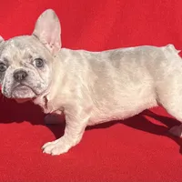GreatDeal🔥 lilac Merle, a female French Bulldog for sale in Snellville, GA – Photo 1 of 4