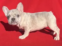 lilac Merle, a female French Bulldog for sale in Snellville, GA – Photo 2 of 4