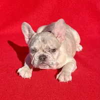 GreatDeal🔥 lilac Merle, a female French Bulldog for sale in Snellville, GA – Photo 3 of 4