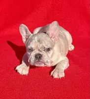 lilac Merle, a female French Bulldog for sale in Snellville, GA – Photo 3 of 4