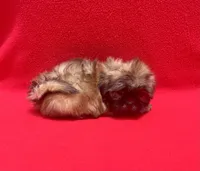 Milky Way, a male Shih Tzu for sale in Snellville, GA – 4 of 4