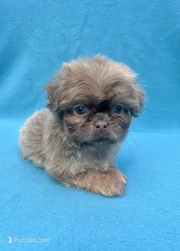 Hazelnut – Shih Tzu puppy for sale in Snellville, GA