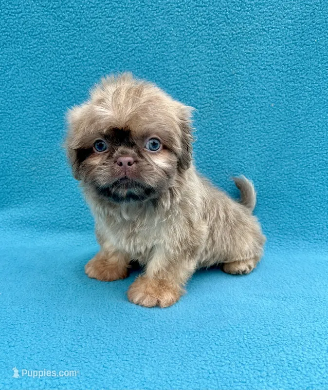 Hazelnut – Shih Tzu puppy for sale in Snellville, GA