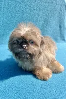 Hazelnut2day sale!, a female Shih Tzu for sale in Snellville, GA – 2 of 5