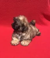 Lil Lion🦁, a male Shih Tzu for sale in Snellville, GA – 2 of 6