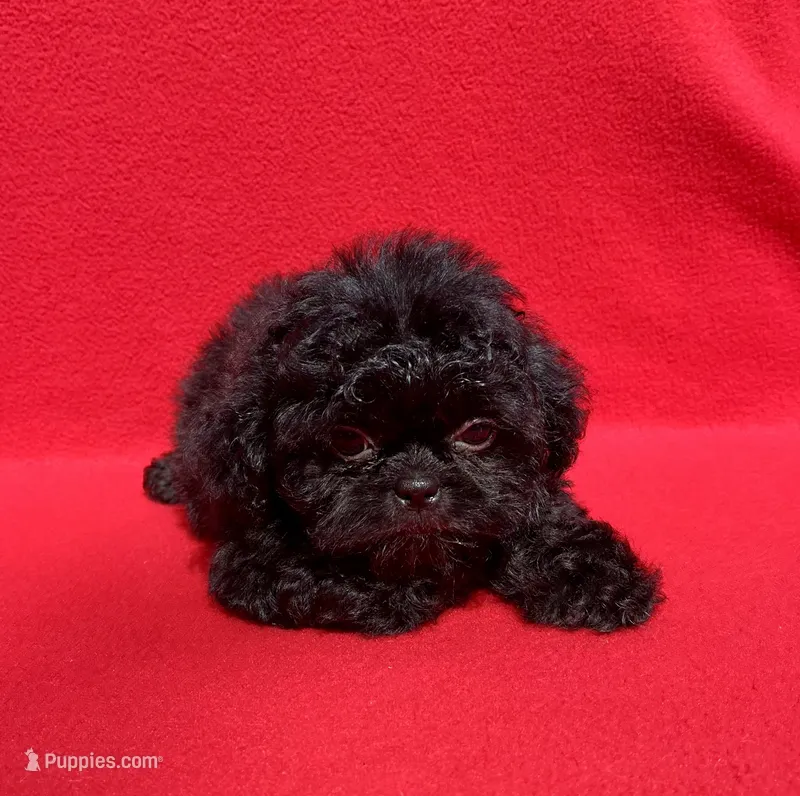 Jellybean – Shih Tzu puppy for sale in Snellville, GA