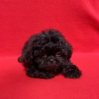 Jellybean, a female Shih Tzu for sale in Snellville, GA – 1 of 4