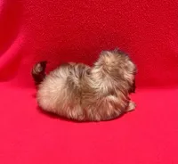 Milky Way, a male Shih Tzu for sale in Snellville, GA – 3 of 4