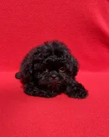 Jellybean, a female Shih Tzu for sale in Snellville, GA – 2 of 4