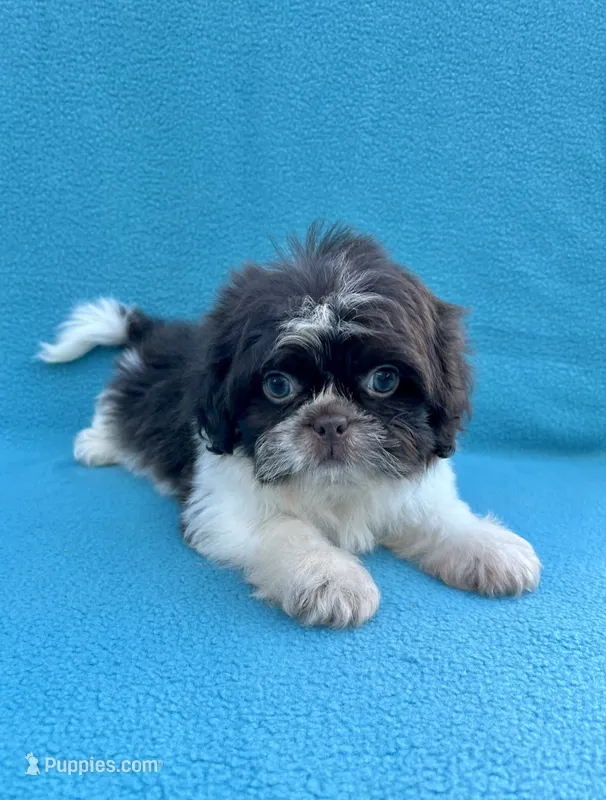 Chocolate chip – Shih Tzu puppy for sale in Snellville, GA