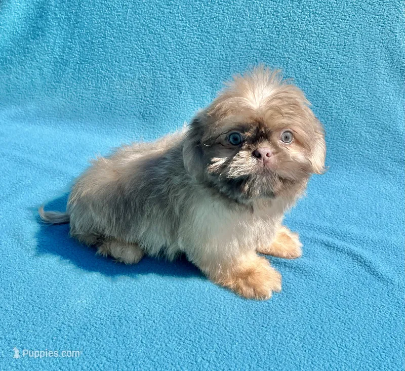 Hazelnut – Shih Tzu puppy for sale in Snellville, GA