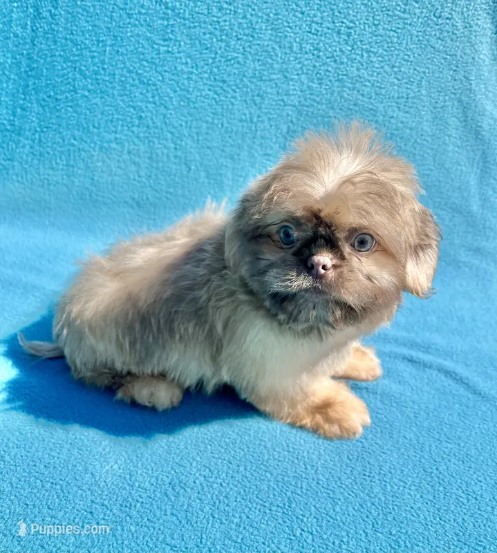 Hazelnut – Shih Tzu puppy for sale in Snellville, GA