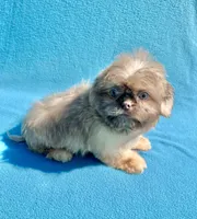 Hazelnut2day sale!, a female Shih Tzu for sale in Snellville, GA – 1 of 5