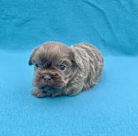 Lavender, a male Shih Tzu for sale in Snellville, GA – Photo 4 of 5