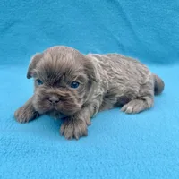 Lavender, a male Shih Tzu for sale in Snellville, GA – Photo 2 of 5