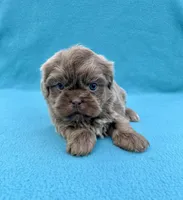 Reserved, a male Shih Tzu for sale in Snellville, GA – Photo 6 of 6