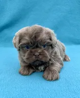Reserved, a male Shih Tzu for sale in Snellville, GA – Photo 2 of 6