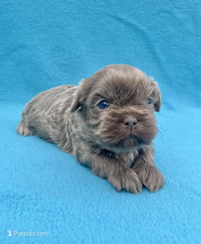 Lavender – Shih Tzu puppy for sale in Snellville, GA