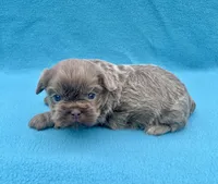 Lavender, a male Shih Tzu for sale in Snellville, GA – Photo 3 of 5