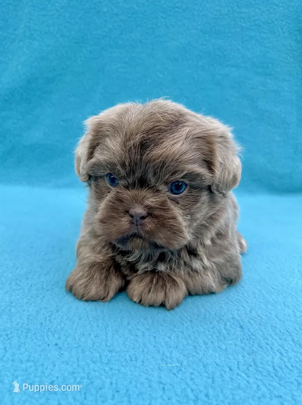 Reserved – Shih Tzu puppy for sale in Snellville, GA