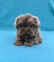 Reserved, a male Shih Tzu for sale in Snellville, GA – Photo 3 of 6