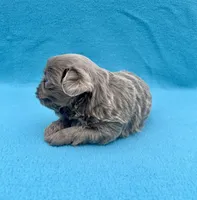 Lavender, a male Shih Tzu for sale in Snellville, GA – Photo 5 of 5