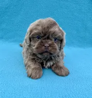 Reserved, a male Shih Tzu for sale in Snellville, GA – Photo 5 of 6