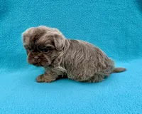 Reserved, a male Shih Tzu for sale in Snellville, GA – Photo 4 of 6